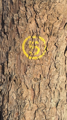 fünf